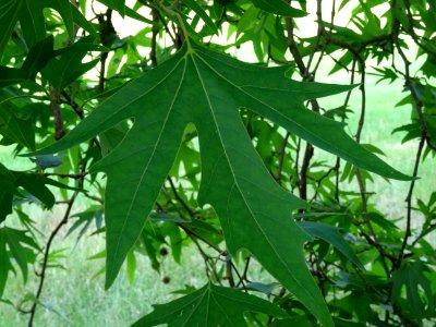 Feuilles du Platane de Chypre, Platanus orientalis var. di… 