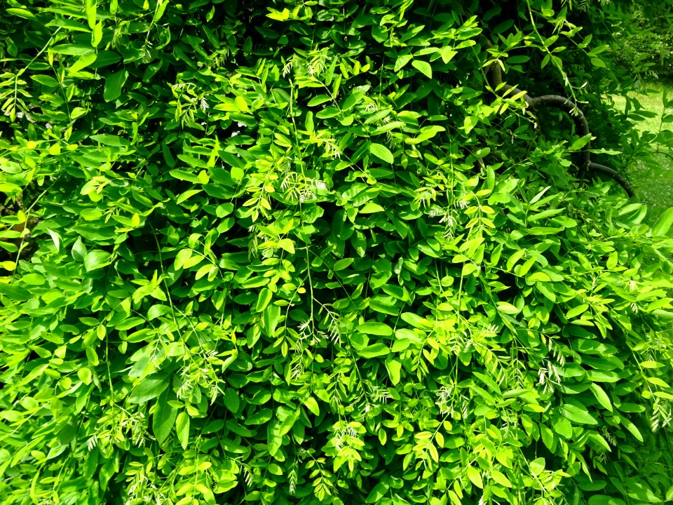 Feuilles du Robinier faux-acacia pleureur, Robinia pseudoa… 