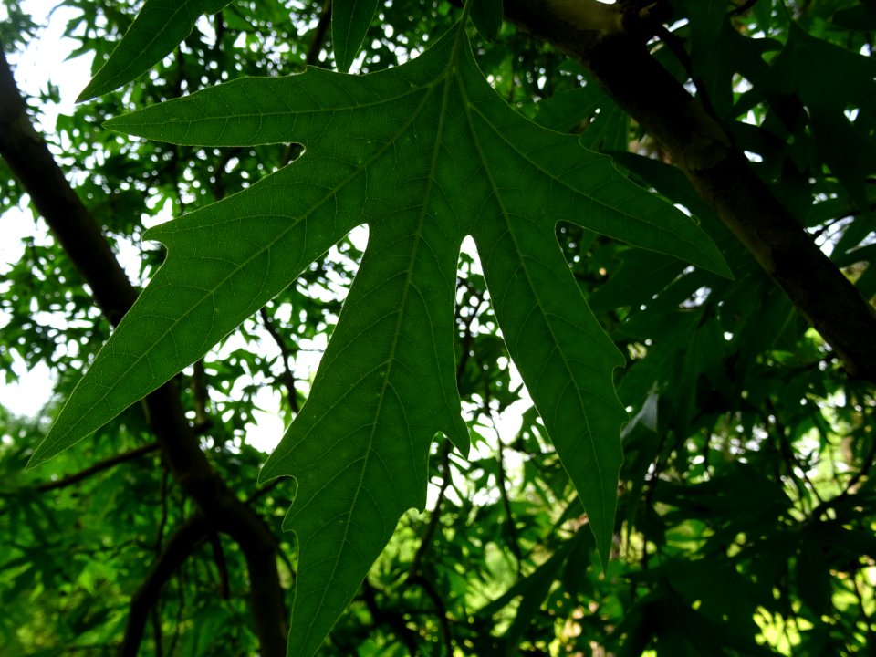 Feuilles du Platane de Chypre, Platanus orientalis var. di… 
