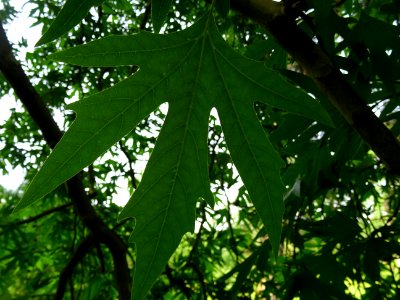 Feuilles du Platane de Chypre, Platanus orientalis var. di… 