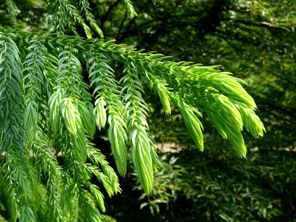 Rameau du Cryptoméria ou Cèdre du Japon, Cryptomeria japon… 