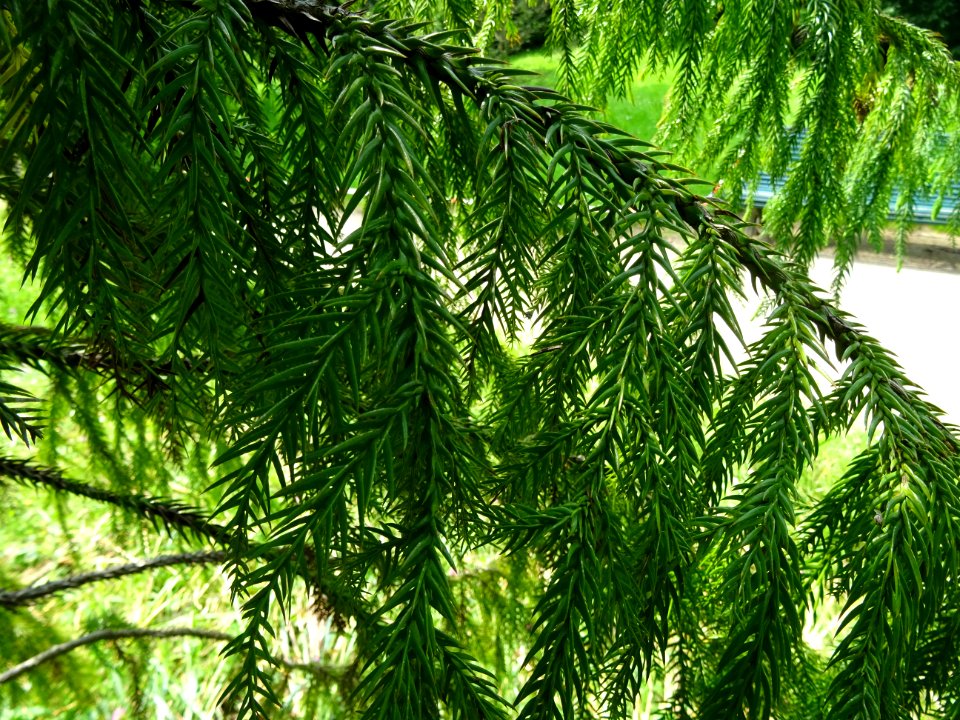 Rameau du Cryptoméria ou Cèdre du Japon, Cryptomeria japon… 