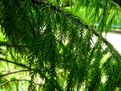 Rameau du Cryptoméria ou Cèdre du Japon, Cryptomeria japon… 
