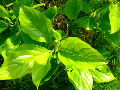 Feuilles du Plaqueminier, Diospyros kaki, Ebenacées 