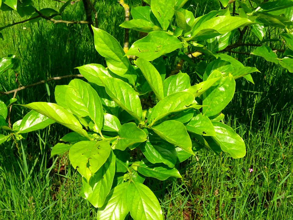 Feuilles du Plaqueminier, Diospyros kaki, Ebenacées 