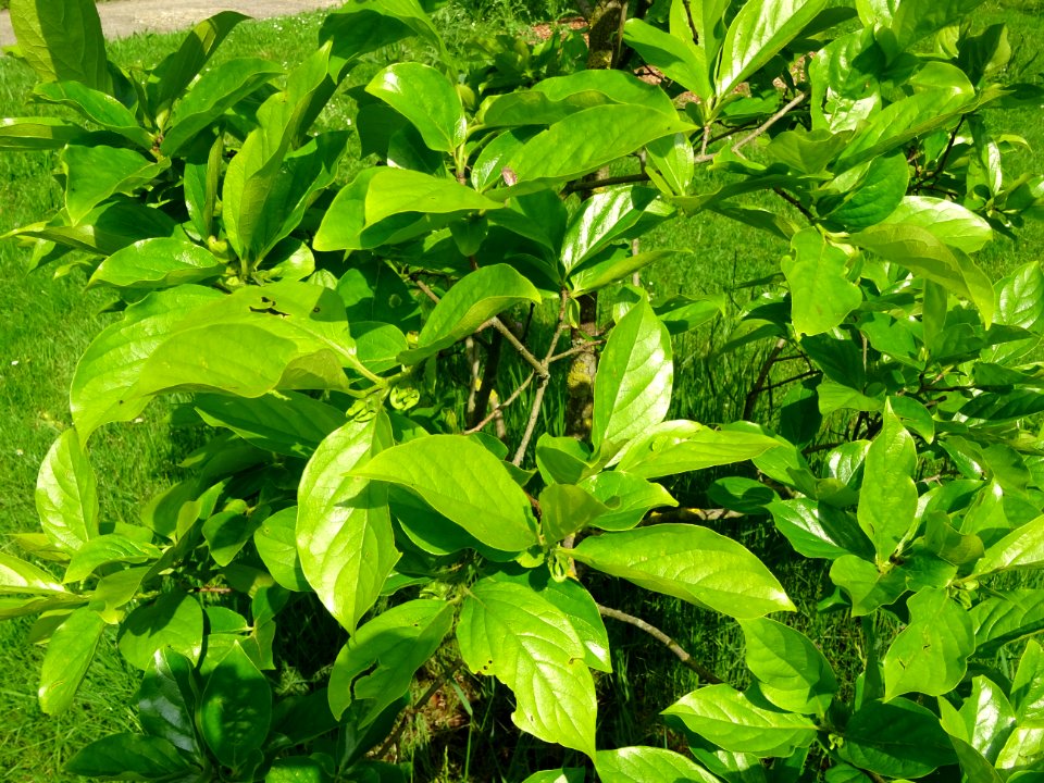 Feuilles du Plaqueminier, Diospyros kaki, Ebenacées 