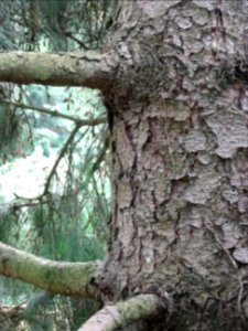 Ecorce de l'Epicéa pleureur de l'Himalaya, Picea smithiana… 