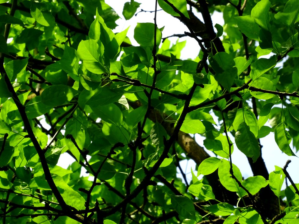 Feuilles de l' Oranger des Osages, Maclura pomifera, Morac… 