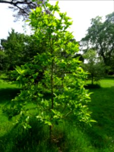 Jeune Plaqueminier, Diospyros kaki, Ebenacées 