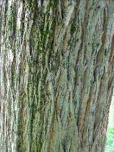 Tronc de l' Oranger des Osages, Maclura pomifera, Moracées… 