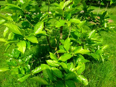 Feuilles du Plaqueminier, Diospyros kaki, Ebenacées 