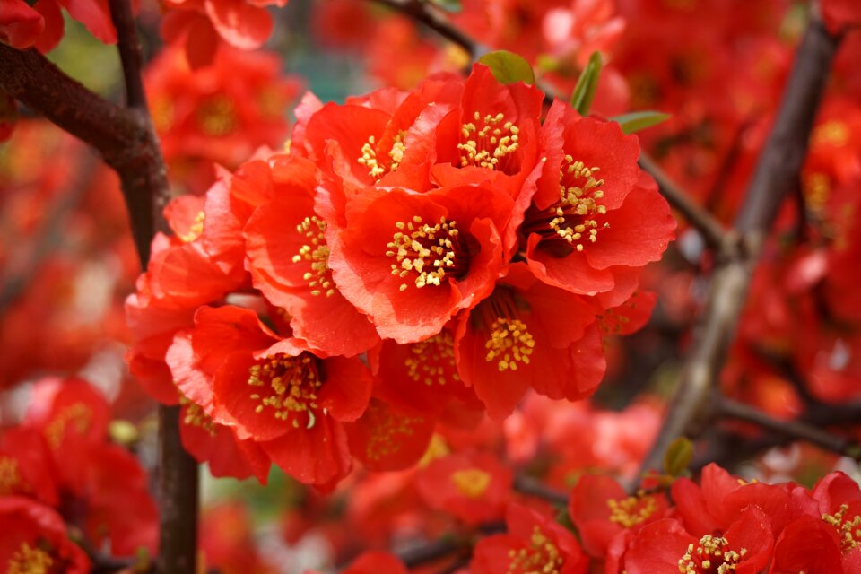 Spring spring flowers nature