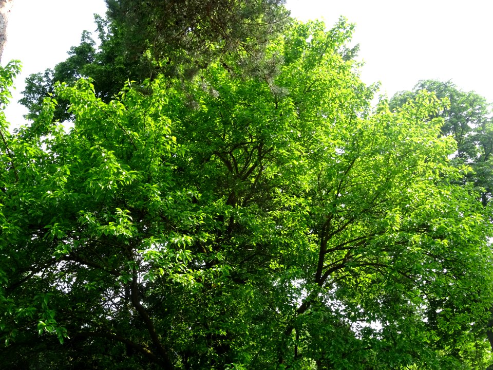 Oranger des Osages, Maclura pomifera, Moracées 