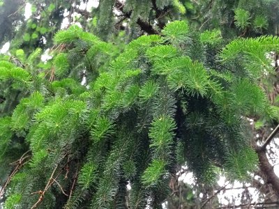 Rameaux pendants de l'Epicea commun 'aurea', Picea abies '… 