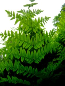 Frondes vertes de l'Osmonde royale, Osmunda regalis, Osmun… 
