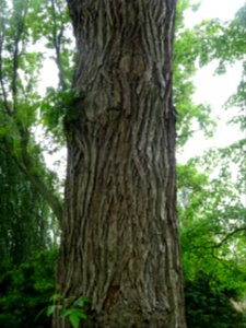 Tronc du Ptérocaryer hybride, Pterocarya * rehderiana, Jug… 