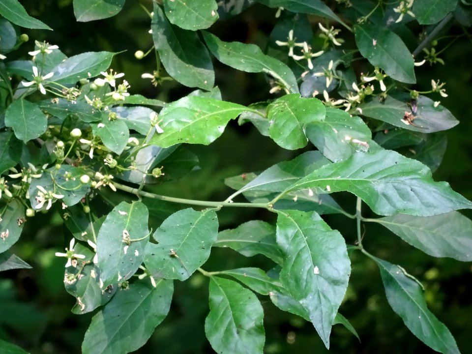 Fusain d'Europe, Euonymus europaeus, Célastracées 
