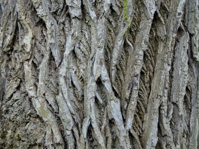 Ecorce du Ptérocaryer hybride, Pterocarya * rehderiana, Ju… 