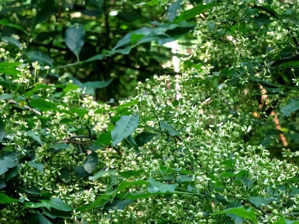 Fusain d'Europe, Euonymus europaeus, Célastracées 