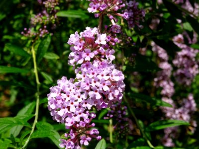 Arbre aux papillons à feuilles alternes, Buddleja alternif… 