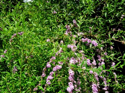 Arbre aux papillons à feuilles alternes, Buddleja alternif… 