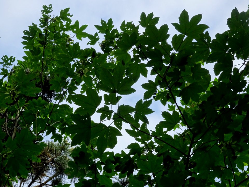 Feuilles et samares de l'Erable sycomore, Acer pseudoplata… 