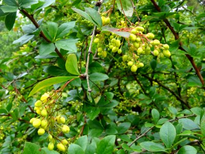 Feuilles et fleurs de l'Epine-vinette, Berberis vulgaris, … 