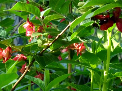 Feuilles, fleurs rouges et baies bleutées de l'Arbre du cl… 