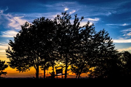 Forest perch view photo