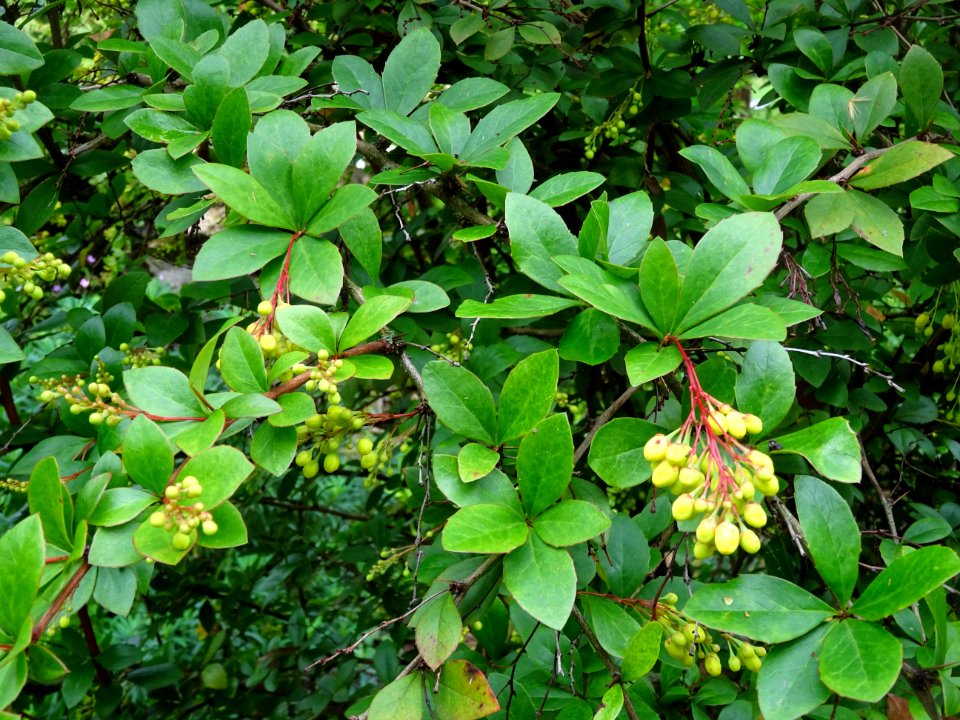 Feuilles et fleurs de l'Epine-vinette, Berberis vulgaris, … 