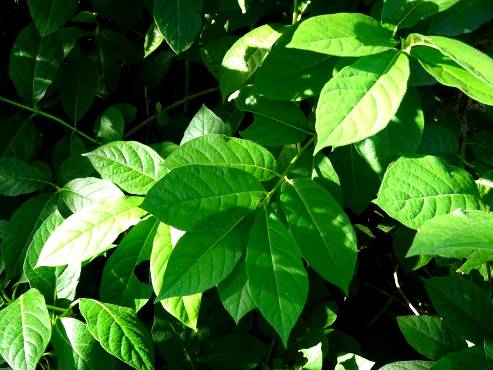 Feuilles de l'Arbre du clergé, Clerodendrum trichotomum, V… 