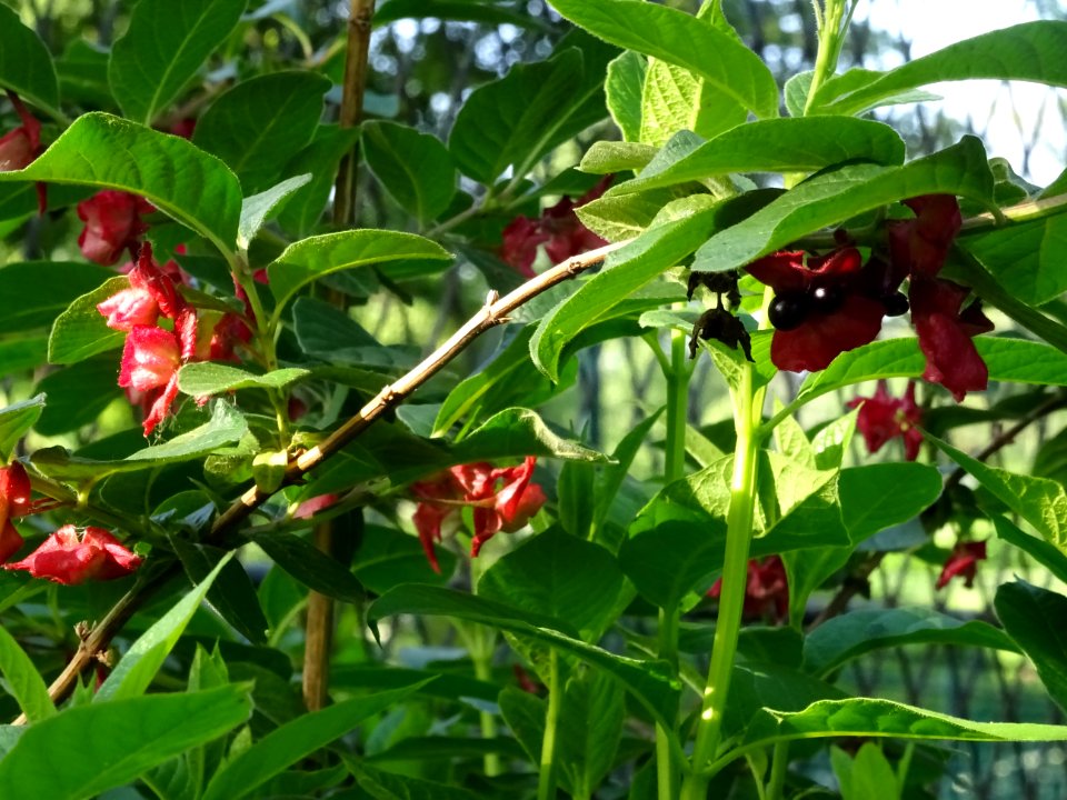 Feuilles, fleurs rouges et baies bleutées de l'Arbre du cl… 