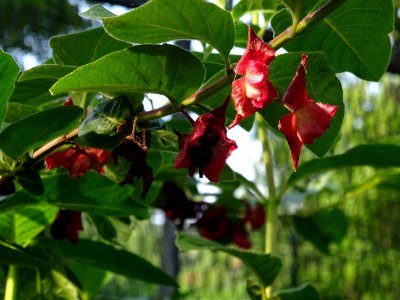 Feuilles, fleurs rouges et baies bleutées de l'Arbre du cl… 