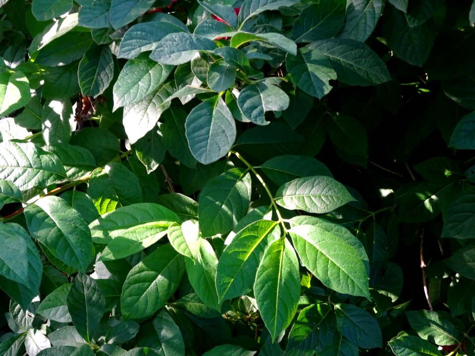 Feuilles de l'Arbre du clergé, Clerodendrum trichotomum, V… 