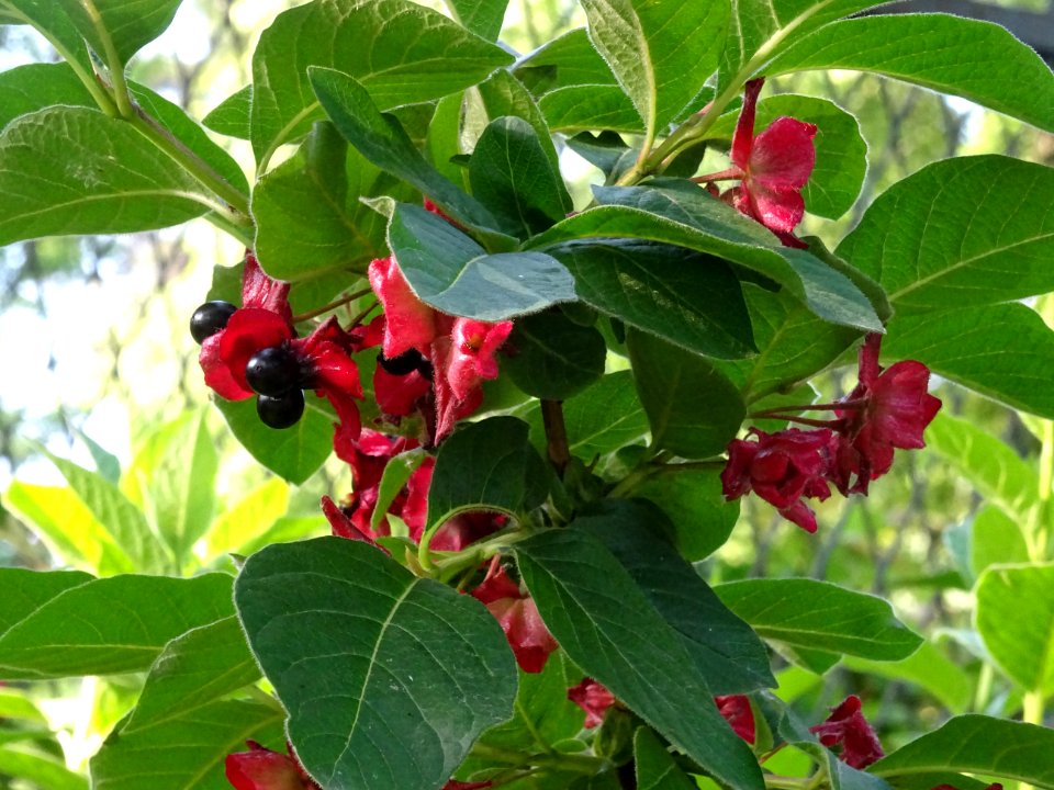 Feuilles, fleurs rouges et baies bleutées de l'Arbre du cl… 