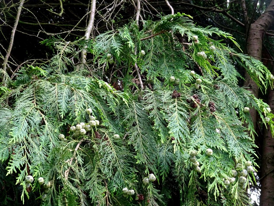 Rameaux et fruits du Thuya occidental, Thuja occidentalis,… 