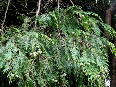 Rameaux et fruits du Thuya occidental, Thuja occidentalis,… 