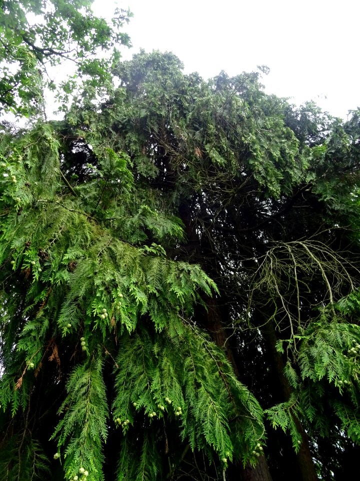 Thuya occidental, Thuja occidentalis, Cupressacées 