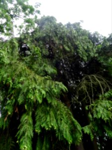 Thuya occidental, Thuja occidentalis, Cupressacées 