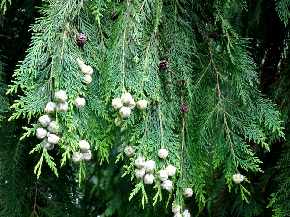 Rameaux et fruits du Thuya occidental, Thuja occidentalis,… 
