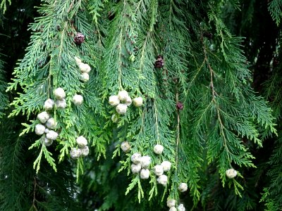 Rameaux et fruits du Thuya occidental, Thuja occidentalis,… 