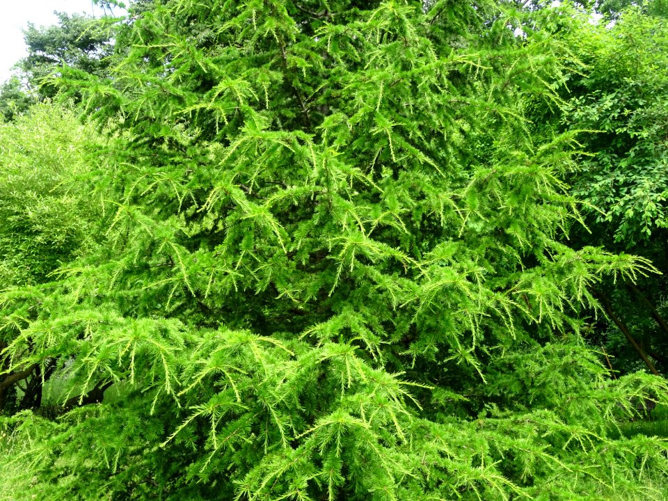 Aiguilles du Cèdre de Chypre, Cedrus brevifolia, Pinacées 