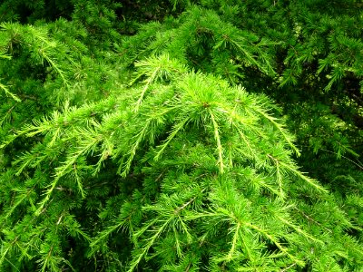 Aiguilles du Cèdre de Chypre, Cedrus brevifolia, Pinacées 