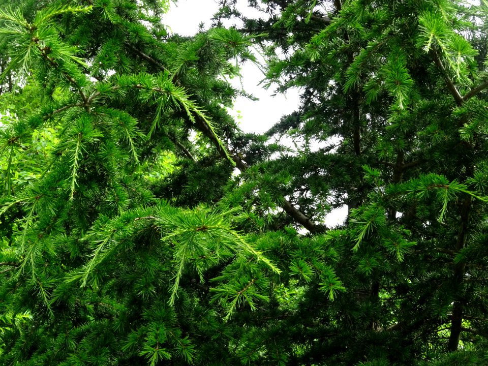 Aiguilles du Cèdre de Chypre, Cedrus brevifolia, Pinacées 