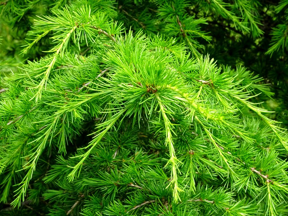 Aiguilles du Cèdre de Chypre, Cedrus brevifolia, Pinacées 