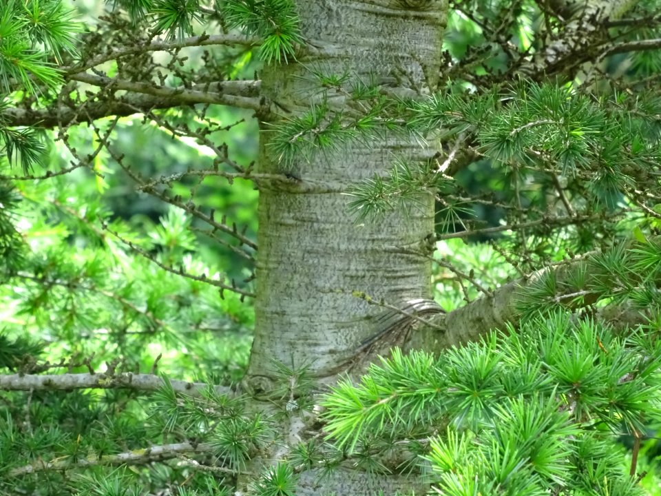 Tronc du Cèdre de Chypre, Cedrus brevifolia, Pinacées 