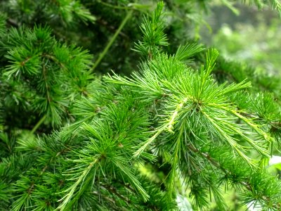 Aiguilles du Cèdre de Chypre, Cedrus brevifolia, Pinacées 