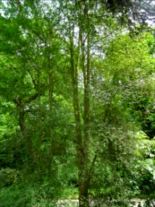 Bouleau ... , Betula , Betulacées 