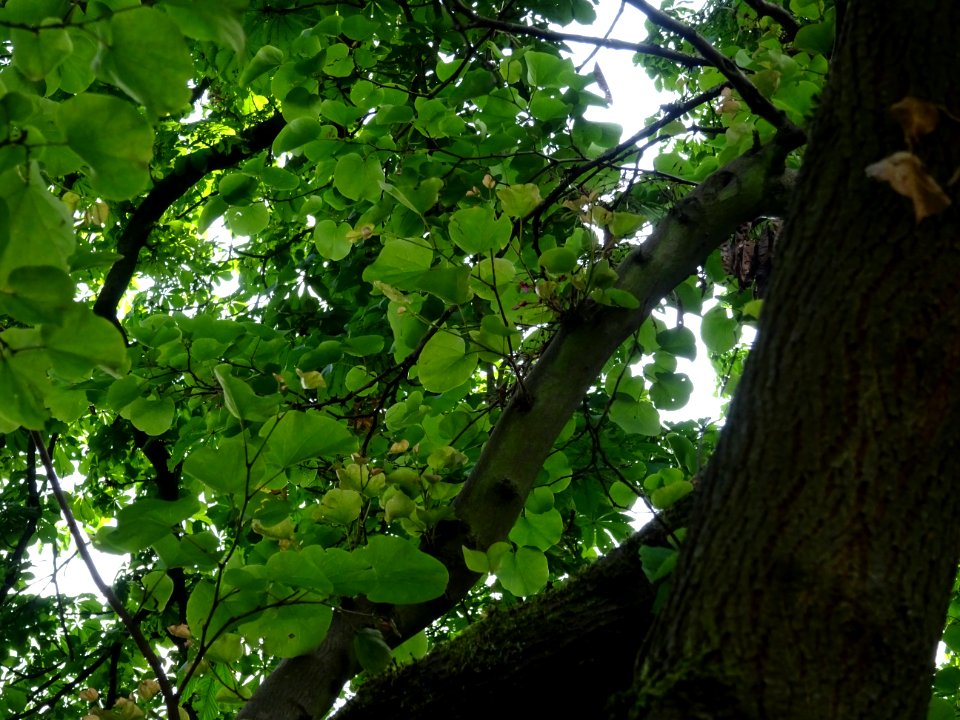 Tronc, branches et feuilles de l'Arbre de Judée, Cercis si… 