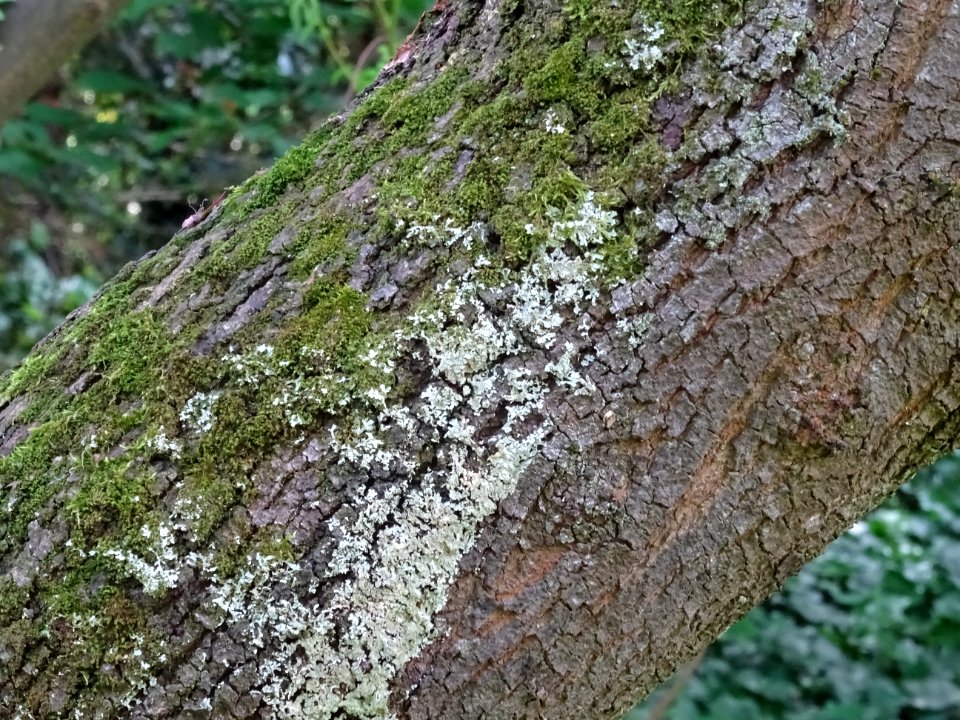 Tronc de l'Arbre de Judée, Cercis siliquastrum, Césalpinac… 